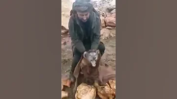شاهد قوة الذئب سبحان الله 