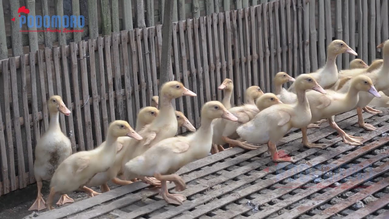 VLOG #9 || KUNJUNGAN KANDANG || KEMITRAAN BEBEK PEDAGING (PART 1)