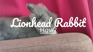 How to Take Care of Your Lionhead Rabbit