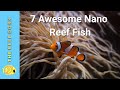 Top 7 Nano Reef Fish