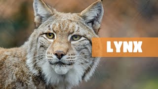 THE ELUSIVE HUNTER: UNRAVELING THE MYSTERIES OF THE LYNX