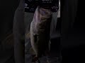 Anaya putting on a show in the Chowan