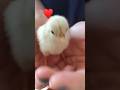Nacieron! 💕✨🐤🐥#nuevavida #pollitos #pets