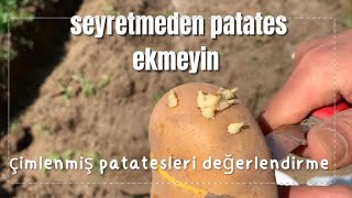 Patates nasıl ekilir/odun külü ile patates nasıl yetiştirilir/patates ekimi nasıl olmalı