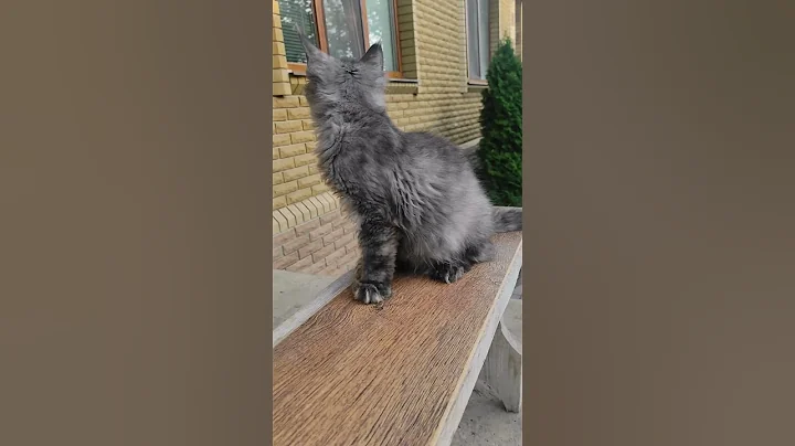 Video 11333741: mainecoon kitten catlover cats, polydactyl maine coon