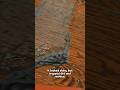 How to Remove Wax Buildup on Your Hardwood Floors in Chatham NJ
