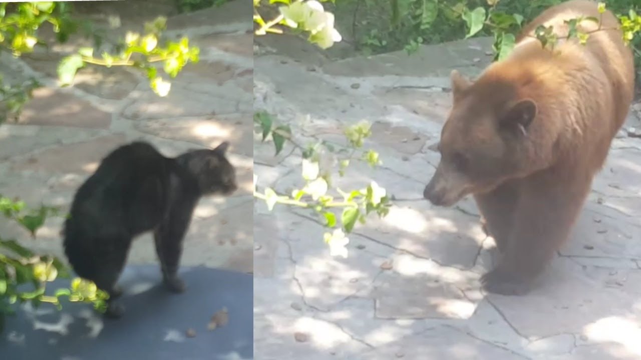 A BEAR ATTACKED MY CAT!!! BEAR CAUGHT IN BACKYARD!! YouTube