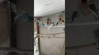 PERIQUITO AUSTRALIANO. #calopsita #petsfofinhos #birds #viral #pets #aves #periquitoautraliano