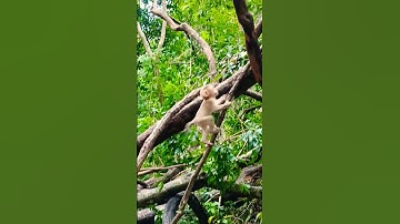 babyprimate #animallife #babymonkey #animals #babyprimate #cute #babyanimal #funny #monkey #enjoy