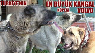 TÜRKİYE'NİN EN BÜYÜK KANGAL IRKI KÖPEĞİ VOLVO ! HANLI SOYU KURT BOĞAN KANGAL KÖPEKLERİ SİVAS KANGALI