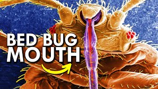 How Bed Bugs Evolved To Ruin Your Life by Animalogic 73,618 views 4 months ago 13 minutes, 19 seconds