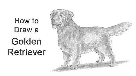 How to Draw a Dog (Golden Retriever)