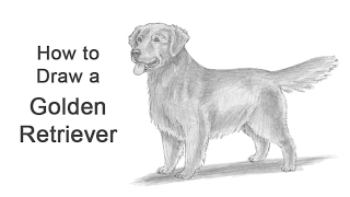 How to Draw a Dog (Golden Retriever)