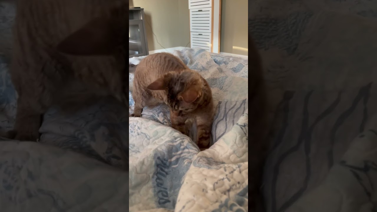 Killer Kitty In Bed!                          