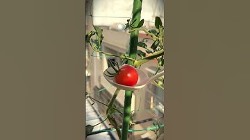 Technique for cutting tomatoes using scissors #shorts