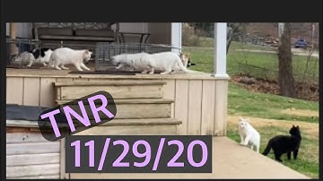 Trapping feral cats for TNR Trap Neuter Return 11/29/20 colony of 26 part 1