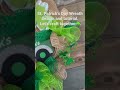 St. Patrick’s Day Farmhouse Spring Wreath/ St.Patrick’s Day DIY #holliehobbies #stpatricksday #diy