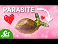 Parasites are good actually