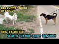 மேக் ரகளைகள்  | டேய் ! நீ ரொம்ப அழகா இருக்கே !! | Funny Dog Videos in Tamil - Mac(k) Videos