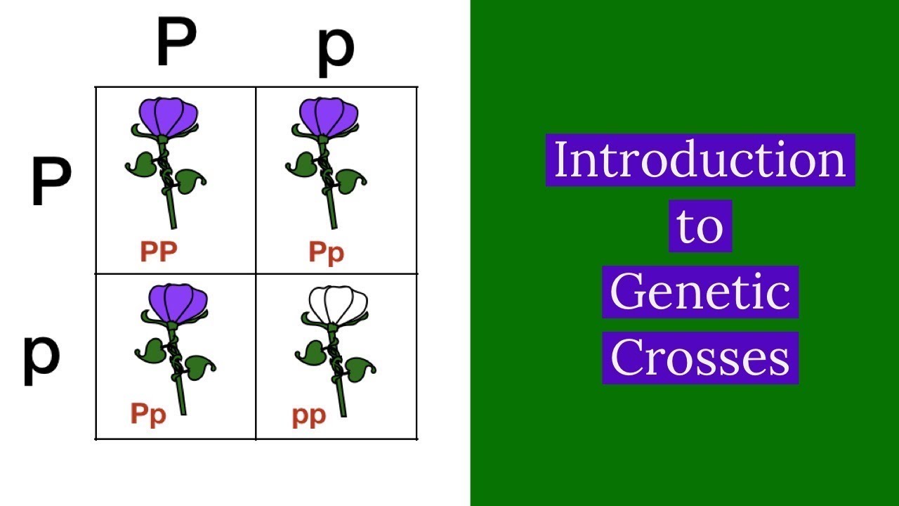 a visual representation of a genetic cross