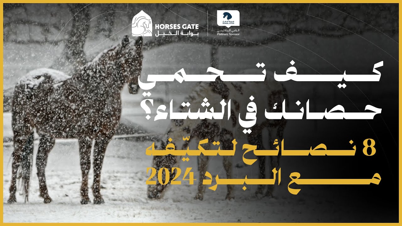 كيف تحمي حصانك في الشتاء؟ 8 نصائح لتكيّفه مع البرد 2024م