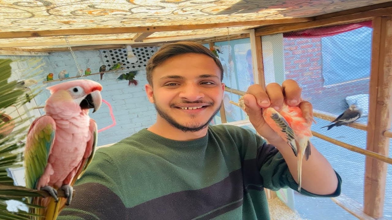 Rudrapur Ki Parrot Master Cage Mein Chhod Diya