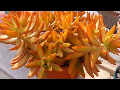 Vídeo: O que é Sedum 'Firestorm' – Aprenda sobre as plantas Firestorm Sedum