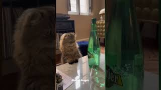 Funniest cat compilation #viral  #funnycats #funny #funnypets