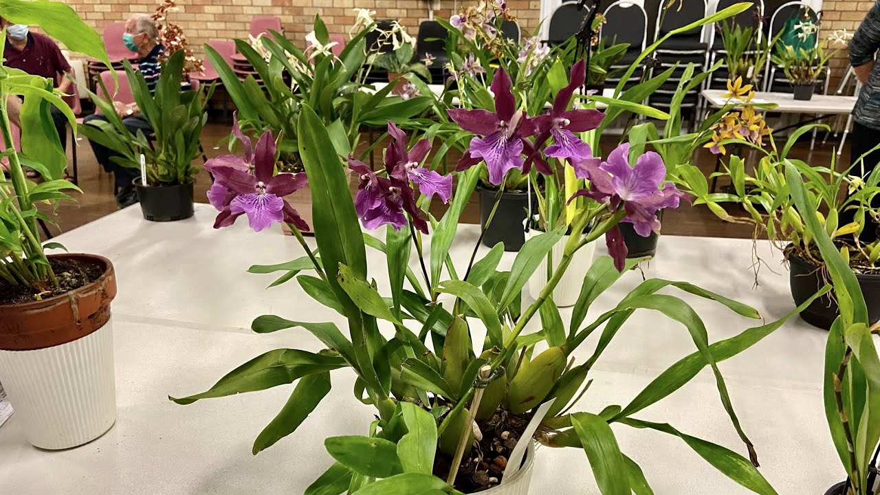 272 微型兰展 学到了 这个居然是兰花 姜兰花 三月的兰花协会 东区 静姐说花 22 Youtube