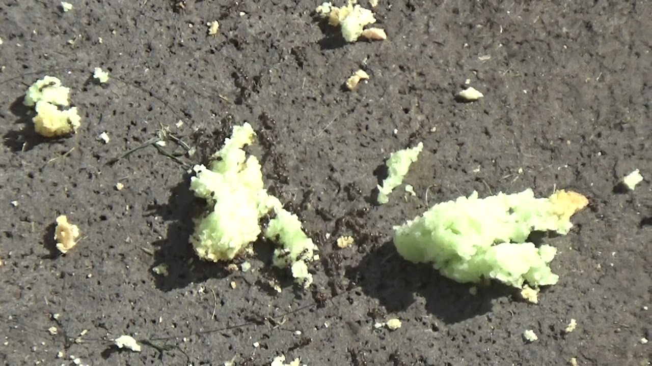 hormigas comiendo queque-cannabico frente a la moneda en santiago