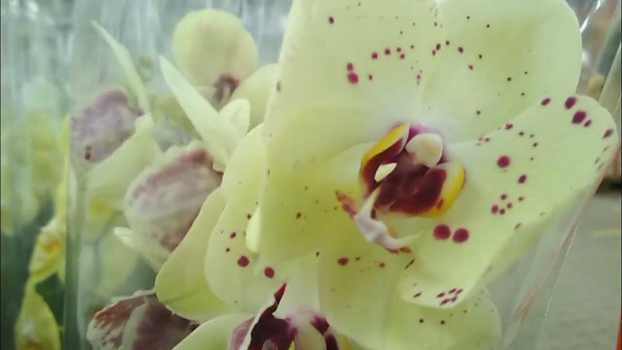 Новые интересные орхидеи 🌹🌻в ОБИ тц Фантастика г Нижний Новгород (25.07 ...