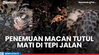 Viral Video Macan Tutul Diduga di Kandangan Kalsel Mati Tertabrak Tronton, Tuai Perdebatan Netizen