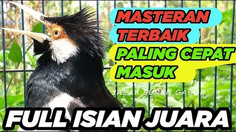 BURUNG JALAK SUREN GACOR FULL ISIAN JUARA paling cepat masuk untuk PANCINGAN MASTERAN SEMUA JALAK