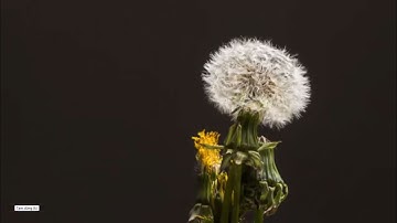Growing Dandelions/ Quá trình nở hoa Bồ Công Anh (Từ hoa vàng dần tiêu biến thành hoa trắng)