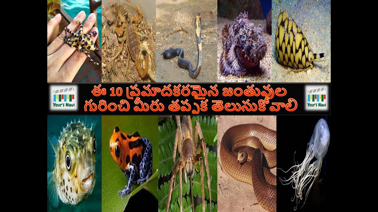 Top 10 poisonous animals in the world | In telugu | Yours Navi - YouTube