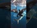 Why Great White Sharks Fear Orcas 🦈