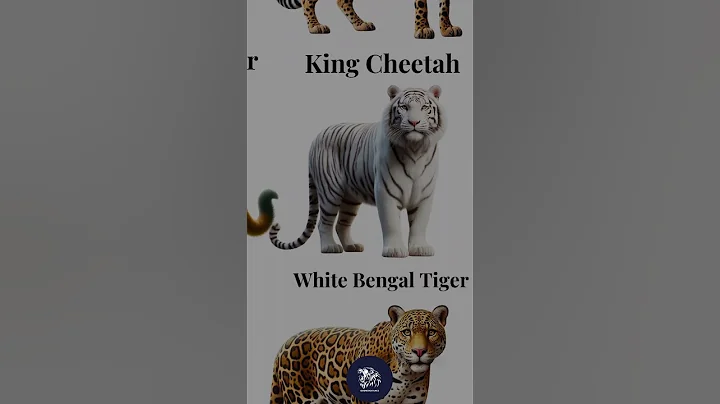 Watch the video about Snow-white stripes, pure jungle royalty. 🐅❄️