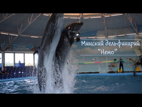 Дельфинарий В Минске Купить Билеты Через Интернет