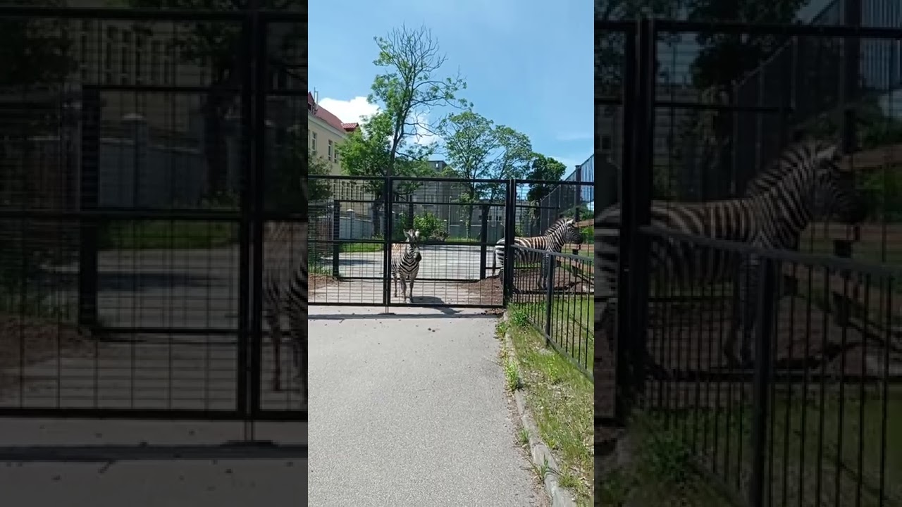 Калининградский зоопарк. Зебры...