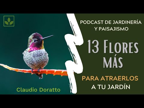 Video: Plantas de colibrí para dar sombra – Plantar flores de sombra para colibríes
