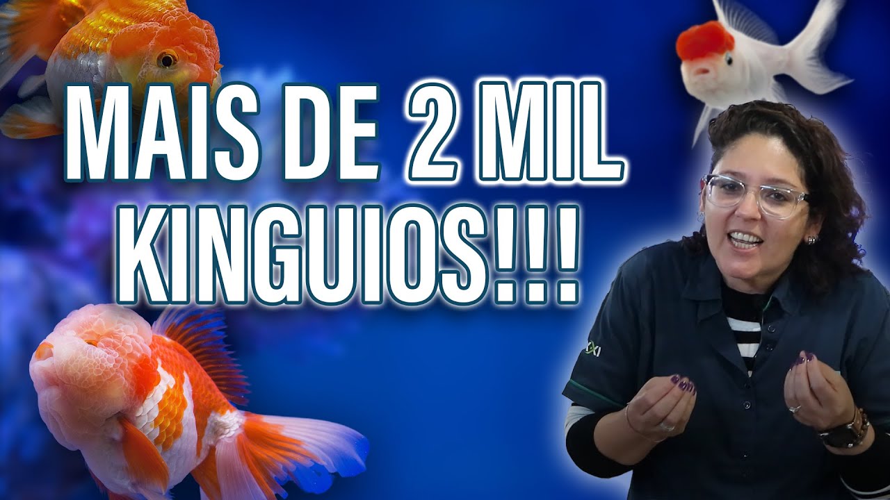 PEIXES KINGUIOS EXÓTICOS NA AQUATICA! (AQUARIOS DE COMETA, TELESCÓPIO, PÉROLA, ORANDA E MUITO MAIS!)