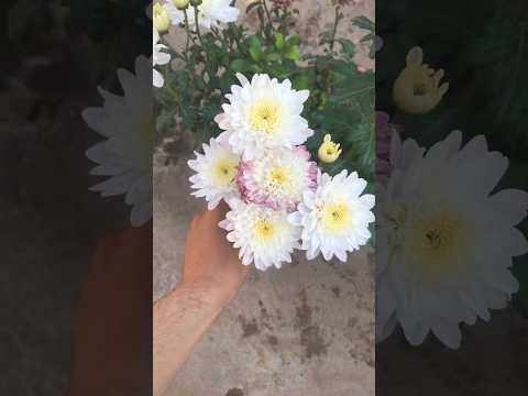 زرعت اجمل انواع الورد في البيت اكسبلور زراعة   ورد 