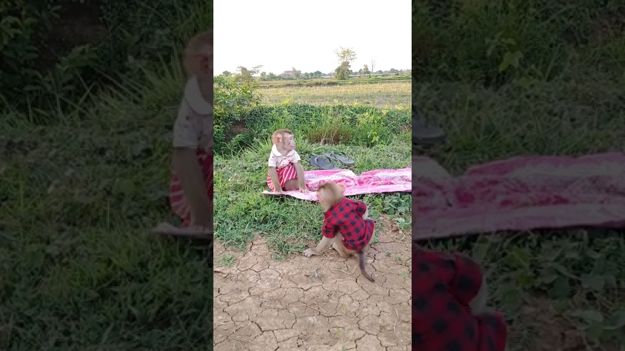 both baby monkey kaka play outside