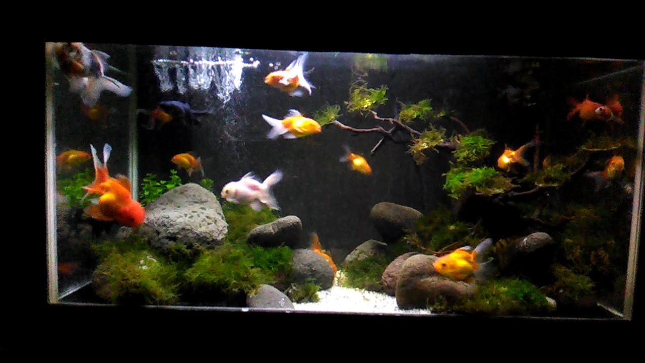  Aquascape  mas koki  pemula undergravel filter YouTube