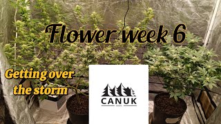 Growing for Beginners ups and downs in the garden (week 6)