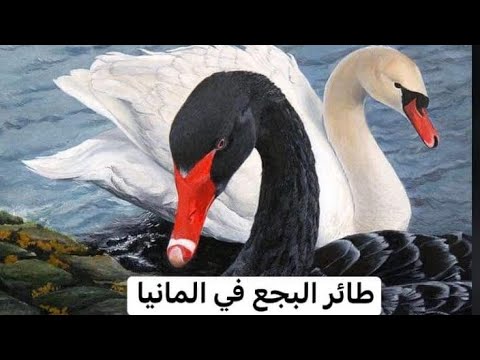 طائر البجع . جمال طائر البجع - YouTube