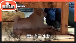 ※웃픔 주의※ 아빠 강제로 두 손 들게 하는 토르! [개는 훌륭하다/Dogs Are Incredible] 20200106
