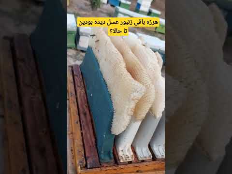 هرزه بافی زنبور عسل       