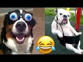 Funny Animals 2022 - The Best Funny Animal Videos for Watching in 2022 🤣😂