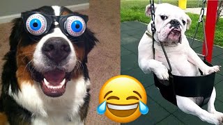 Funny Animals 2022 - The Best Funny Animal Videos for Watching in 2022 🤣😂